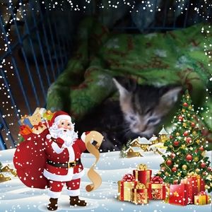 Meet your Posher, Bonnie